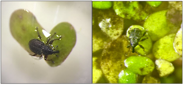 Adult duckweed weevils on leavesjpg